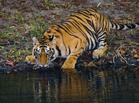 Wild Bengal Tiger drinking water from a pond in the jungle. India.の写真素材