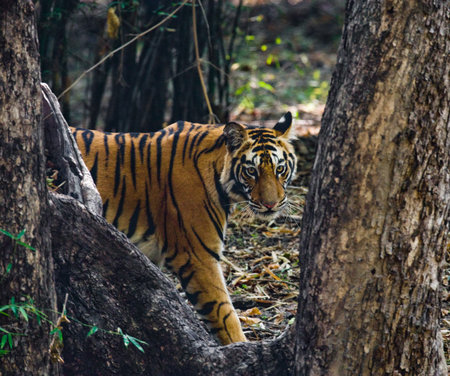 Wild tiger in the jungle. India. Bandhavgarh National Park.