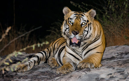 Wild Bengal Tiger lying on the grass and yawns. India.
