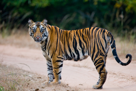 Wild Bengal tiger standing on the road in the jungle. India.の写真素材