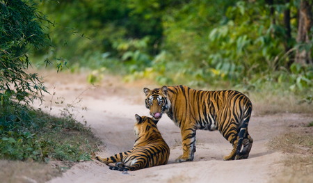 Two wild tiger on the road. India.の写真素材