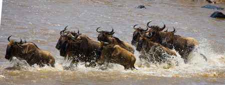 Wildebeests are crossing Mara river. Great Migration. Kenya. Tanzania.の写真素材