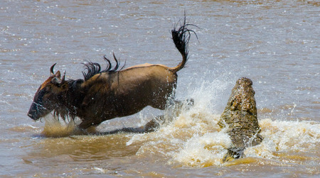 Crocodile attack wildebeest in the Mara river. Great Migration. Kenya. Tanzania.の写真素材