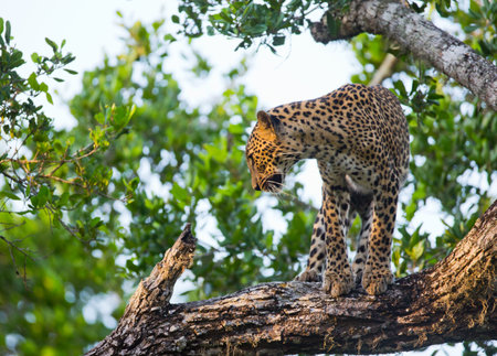 Leopard standing on a large tree branch. Sri Lanka.
