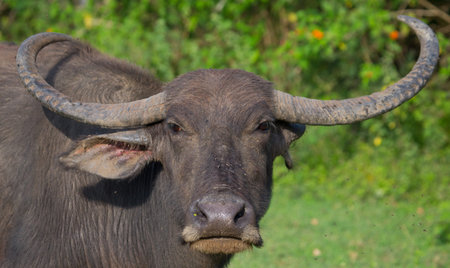 Portrait of a buffalo. Sri Lanka. Close-up.