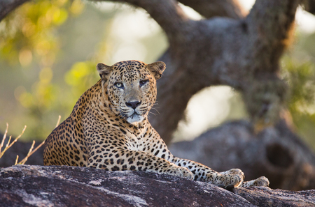 The leopard lies on a large stone under a tree. Sri Lanka.の写真素材