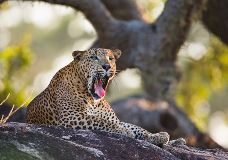 The leopard lies on a large stone under a tree and yawning. Sri Lanka. An excellent illustration.の写真素材