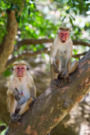 Monkey sitting on a tree. Sri Lanka.の写真素材