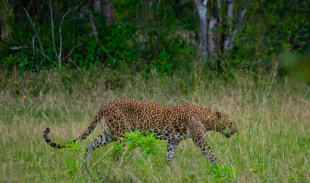 Leopard walking on the grass. Sri Lanka.の写真素材