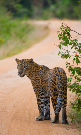 Leopard walking on the road. Sri Lanka.の写真素材