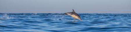 Dolphins jump out at high speed out of the water. South Africa.の写真素材