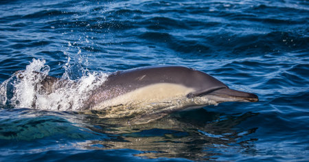 Dolphins jump out at high speed out of the water. South Africa. An excellent illustration.