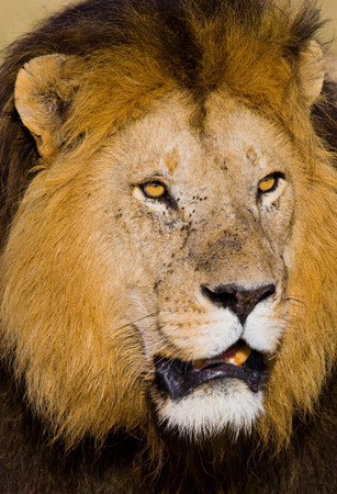 Portrait of a male lion. Kenya. Tanzania. Maasai Mara. Serengeti.の写真素材