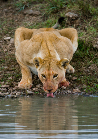 Lioness drinking water from puddles. Kenya. Tanzania. Maasai Mara. Serengeti.の写真素材