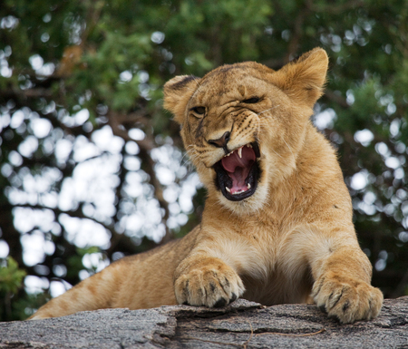 Lion cub is yawning. National Park. Kenya. Tanzania. Masai Mara. Serengeti.の写真素材