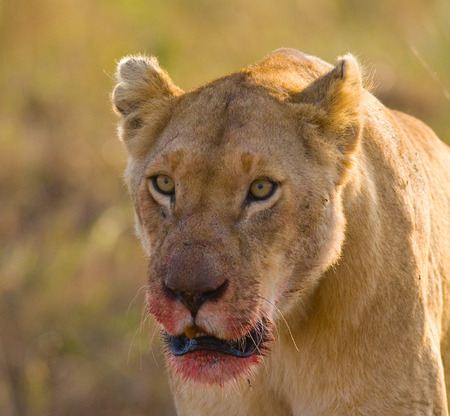 Portrait of a lioness. Close-up. Kenya. Tanzania. Maasai Mara. Serengeti.の写真素材
