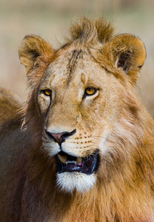 Portrait of a male lion. Kenya. Tanzania. Maasai Mara. Serengeti.の写真素材