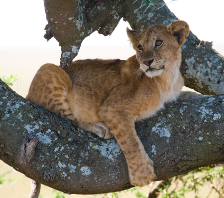 Young lion on a tree. Kenya. Tanzania. Masai Mara. Serengeti.の写真素材