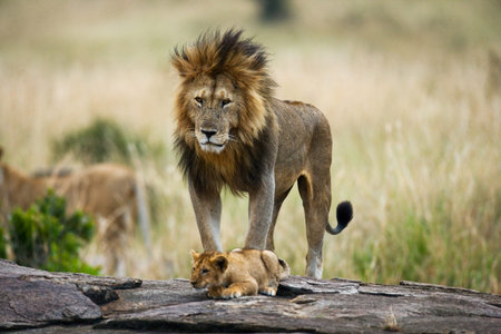 Big male lion with cub. Kenya. Tanzania. Masai Mara. Serengeti.