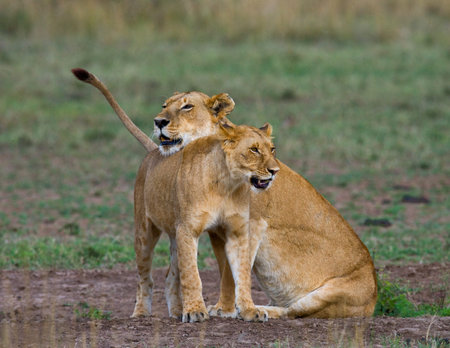 Two lionesses fondle each other. Kenya. Tanzania. Masai Mara. Serengeti.の写真素材