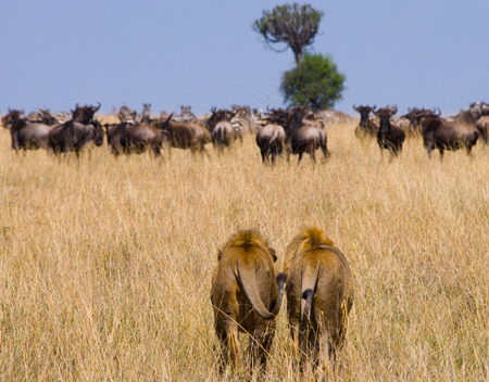 Two big male lions on the hunt.Kenya. Tanzania. Masai Mara. Serengeti.の写真素材