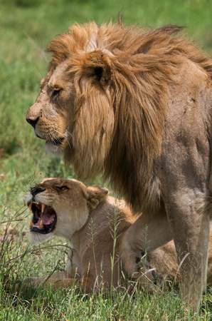 Meeting the lion and lioness in the savannah.  Kenya. Tanzania. Masai Mara. Serengeti.の写真素材