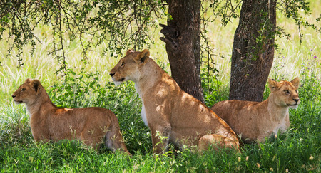 Lioness with cubs in the savannah. Kenya. Tanzania. Masai Mara. Serengeti.の写真素材