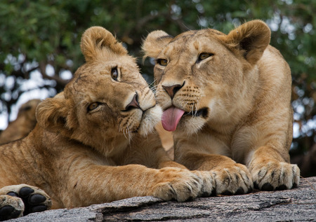 Two young lion on a big rock. National Park. Kenya. Tanzania. Masai Mara. Serengeti. An excellent illustration.の写真素材
