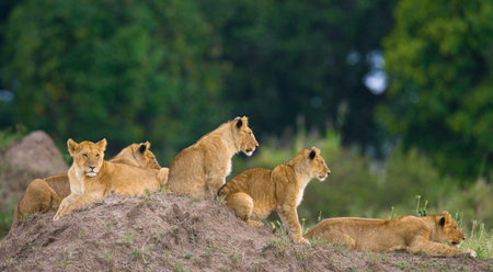 Group of young lions on the hill.Kenya. Tanzania. Masai Mara. Serengeti.の写真素材