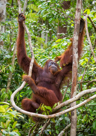 The female of the orangutan with a baby in a tree. Indonesia. The island of Kalimantan (Borneo). An excellent illustration.の写真素材