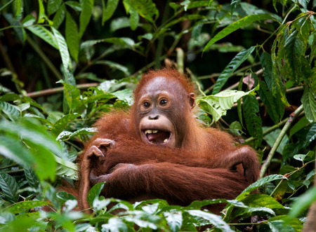 A baby orangutan in the wild. Indonesia. The island of Kalimantan (Borneo). An excellent illustration.の写真素材