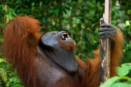 Dominant male orangutan yawns. Indonesia. The island of Kalimantan (Borneo). An excellent illustration.の写真素材