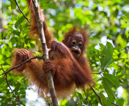A baby orangutan in the wild. Indonesia. The island of Kalimantan (Borneo). An excellent illustration.の写真素材