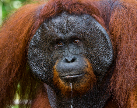 Portrait of a male orangutan. Close-up. Indonesia. The island of Kalimantan (Borneo). An excellent illustration.の写真素材