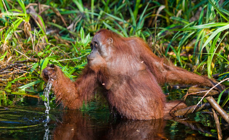 Orangutan in the wild. Indonesia. The island of Kalimantan (Borneo). An excellent illustration.の写真素材
