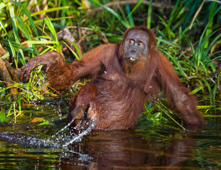 Orangutan drinking water from the river in the jungle. Indonesia. The island of Kalimantan (Borneo). An excellent illustration.の写真素材