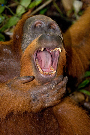 Dominant male orangutan yawns. Indonesia. The island of Kalimantan (Borneo). An excellent illustration.の写真素材