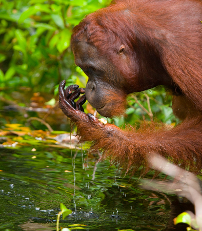 Orangutan drinking water from the river in the jungle. Indonesia. The island of Kalimantan (Borneo). An excellent illustration.の写真素材