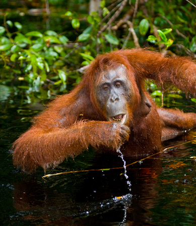 Orangutan drinking water from the river in the jungle. Indonesia. The island of Kalimantan (Borneo). An excellent illustration.の写真素材