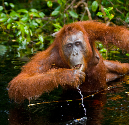 Orangutan drinking water from the river in the jungle. Indonesia. The island of Kalimantan (Borneo). An excellent illustration.の写真素材