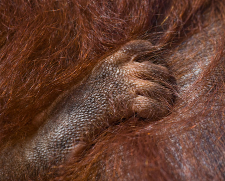 Detail of the front hand orangutan. Close-up. Indonesia. The island of Kalimantan (Borneo). An excellent illustration.の写真素材