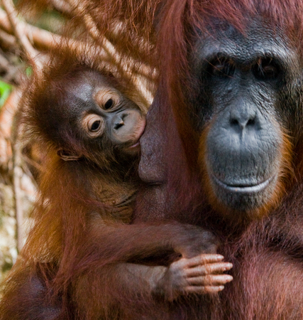 Portrait of a female orangutan with a baby in the wild. Indonesia. The island of Kalimantan (Borneo). An excellent illustration.の写真素材