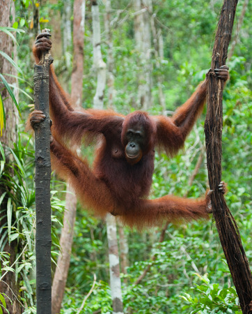Big male orangutan on a tree in the wild. Indonesia. The island of Kalimantan (Borneo). An excellent illustration.の写真素材