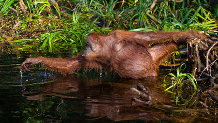 Orangutan drinking water from the river in the jungle. Indonesia. The island of Kalimantan (Borneo). An excellent illustration.の写真素材