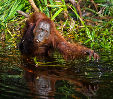 Orangutan drinking water from the river in the jungle. Indonesia. The island of Kalimantan (Borneo). An excellent illustration.の写真素材