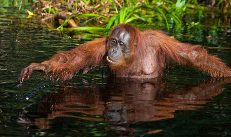 Orangutan drinking water from the river in the jungle. Indonesia. The island of Kalimantan (Borneo). An excellent illustration.の写真素材