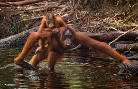 Female and baby orangutan drinking water from the river in the jungle. Indonesia. The island of Kalimantan (Borneo). An excellent illustration.の写真素材