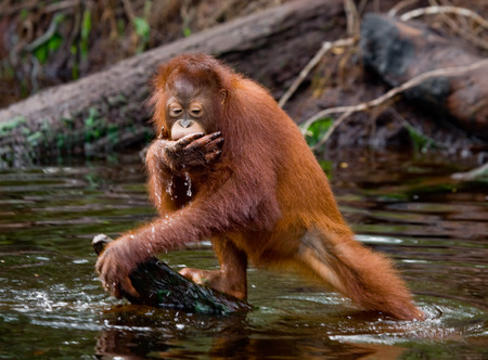 Female and baby orangutan drinking water from the river in the jungle. Indonesia. The island of Kalimantan (Borneo). An excellent illustration.の写真素材
