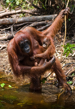 Female and baby orangutan drinking water from the river in the jungle. Indonesia. The island of Kalimantan (Borneo). An excellent illustration.の写真素材