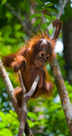 A baby orangutan in the wild. Indonesia. The island of Kalimantan (Borneo). An excellent illustration.の写真素材